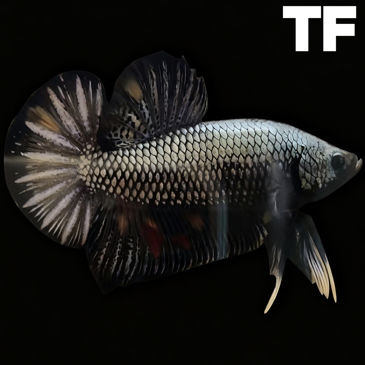 【甄选】1-28号泰国斗鱼巨斗将军