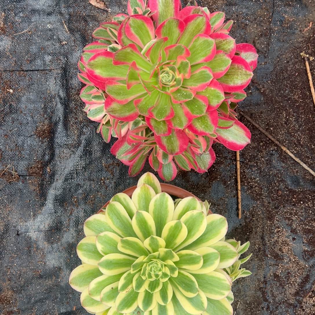 粉女郎 迈巴赫共2颗