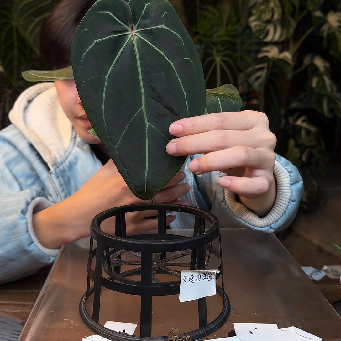 完全开放O173巧克力杂贝斯