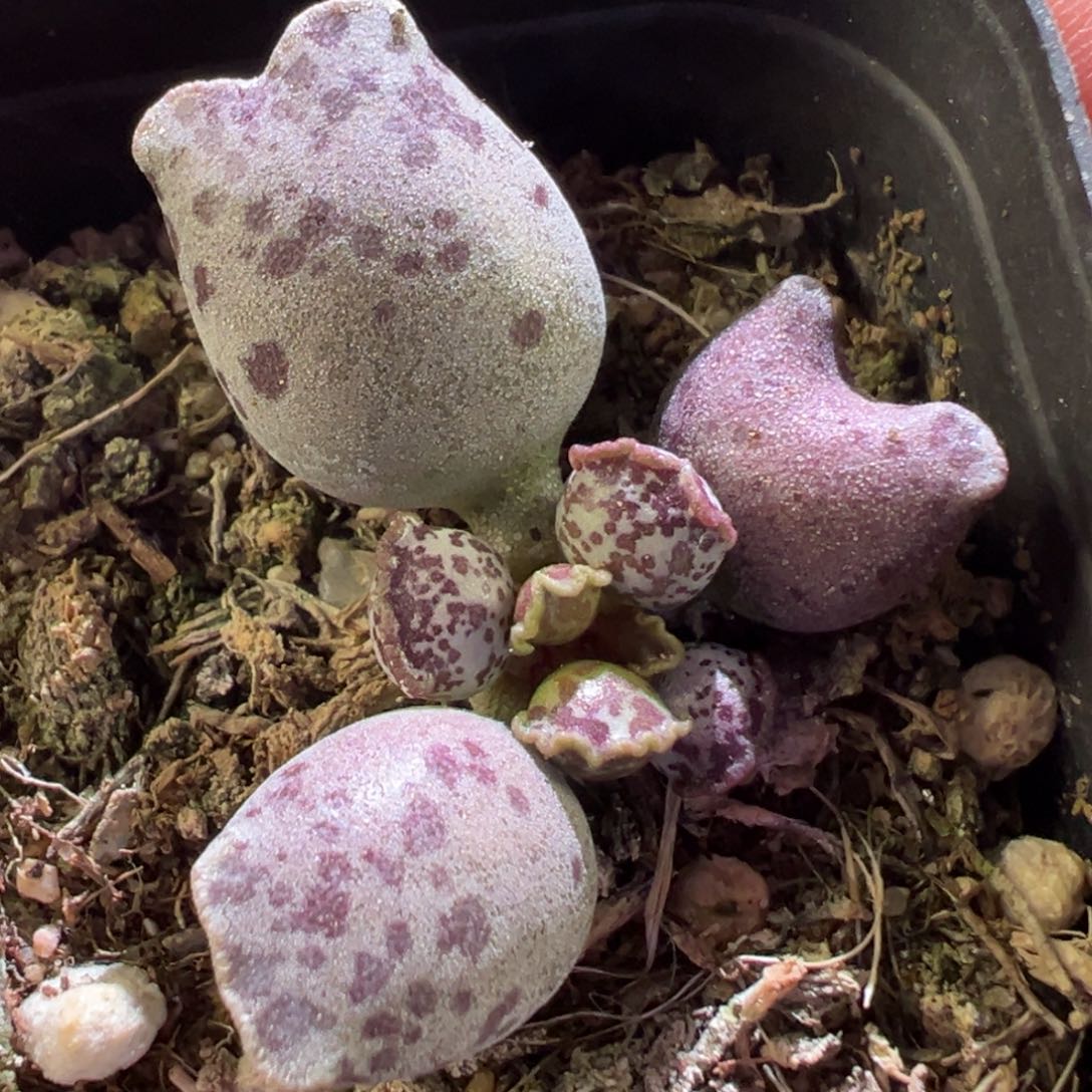 达摩海豹小猫头桩子