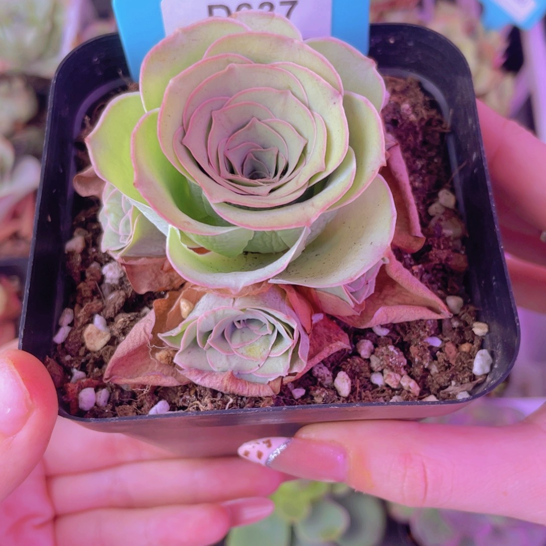 单品一物一拍637号山地玫瑰