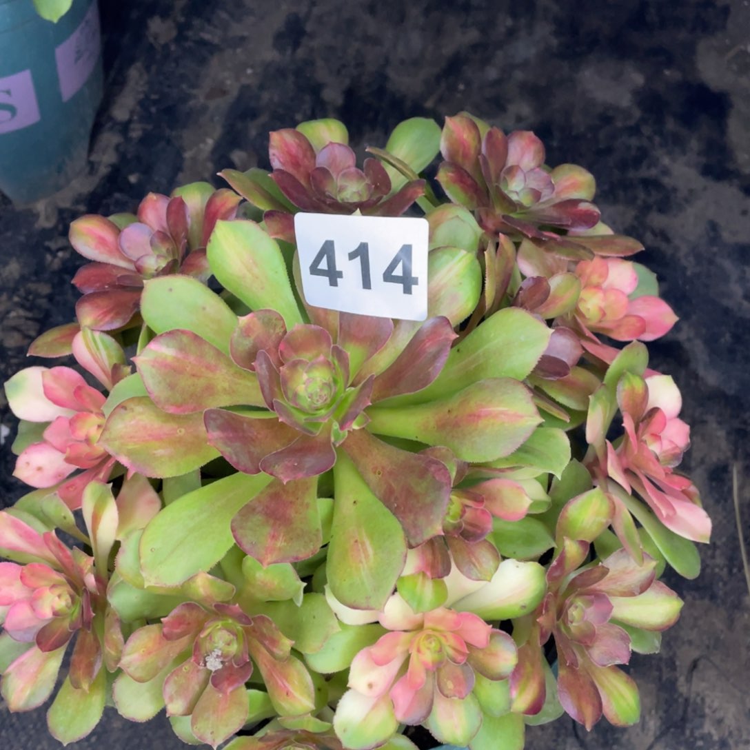 414号韶修七彩拉斯