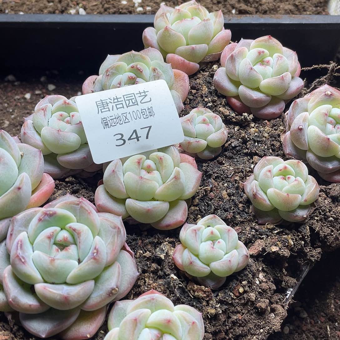 圆包子珍妮量拍一份12颗。新年福利 347