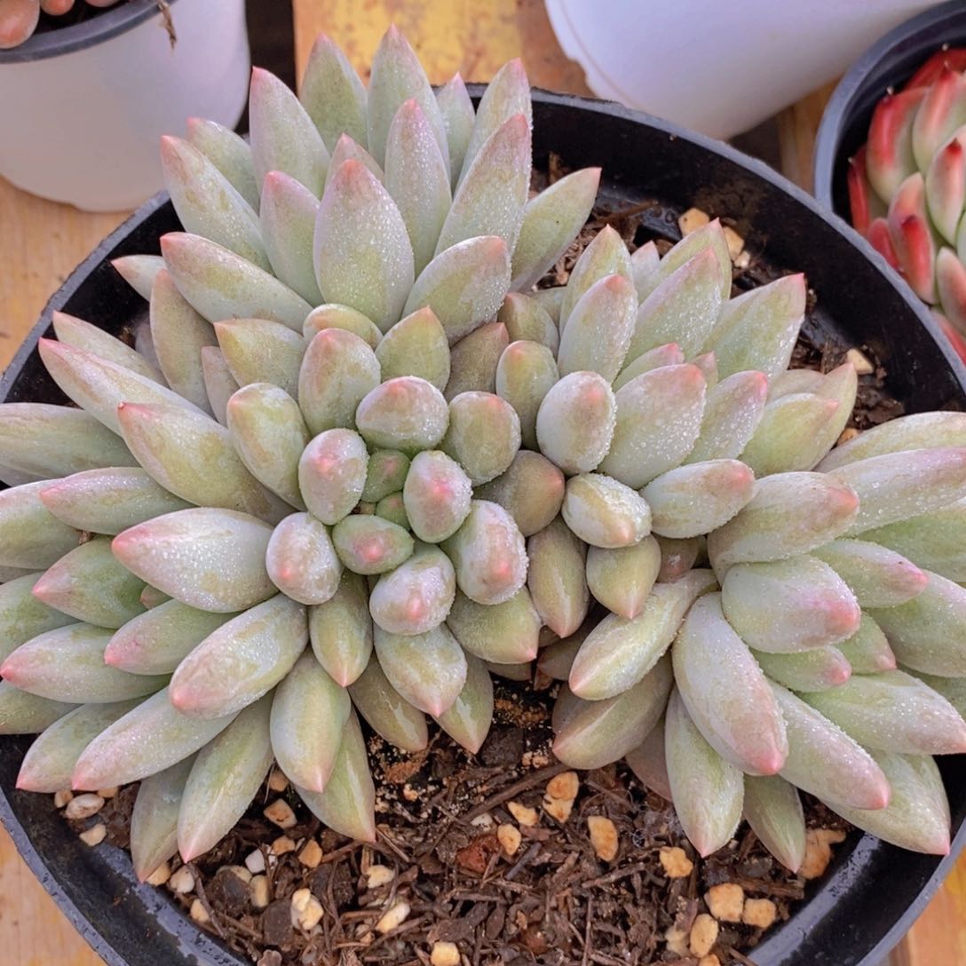 女神活动，多肉植物，一单包邮