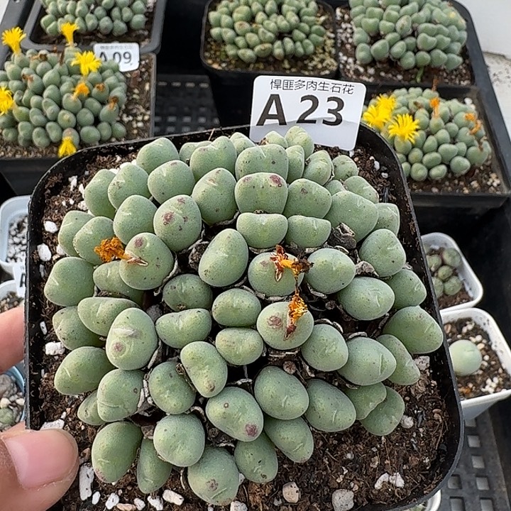 23多肉植物多肉植物