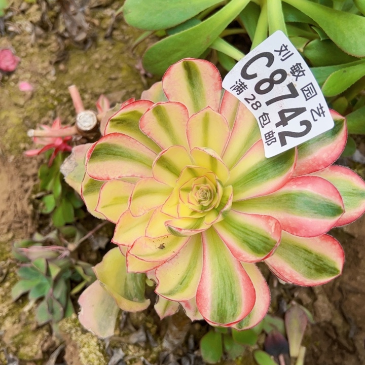 无根爱丽思多肉植物法师法师8742