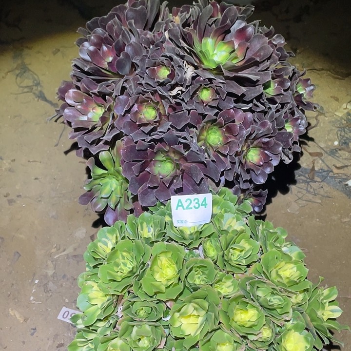 鱼****熊多肉植物断枝不包234欣尼亚花呐