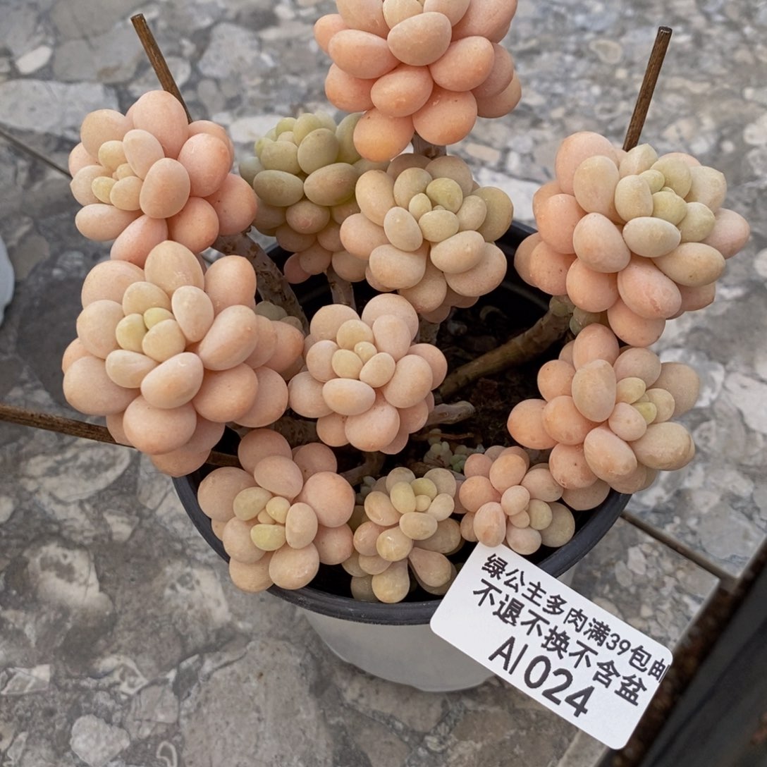 洛可可024/10cm多肉