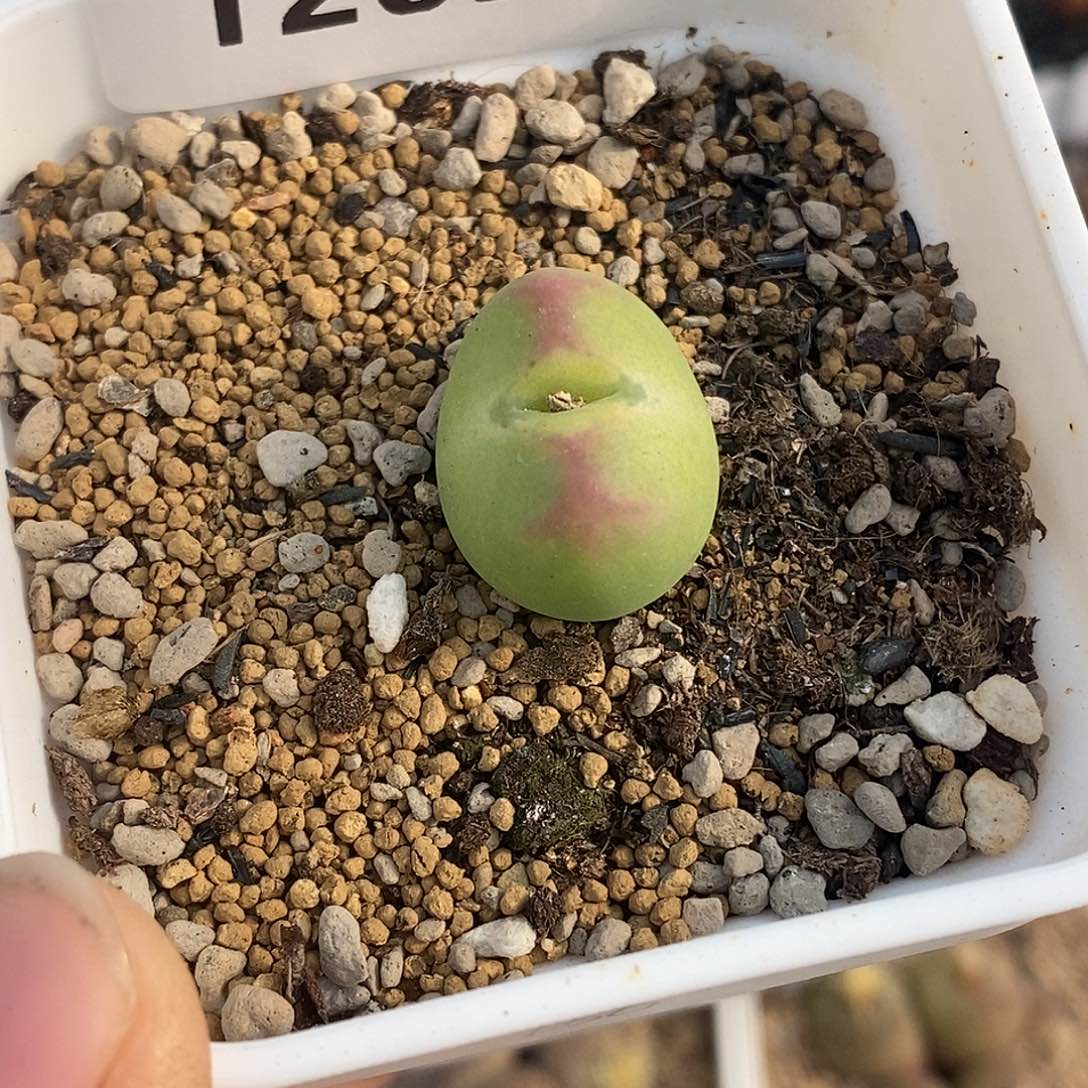 高*黎12031-将杂。     