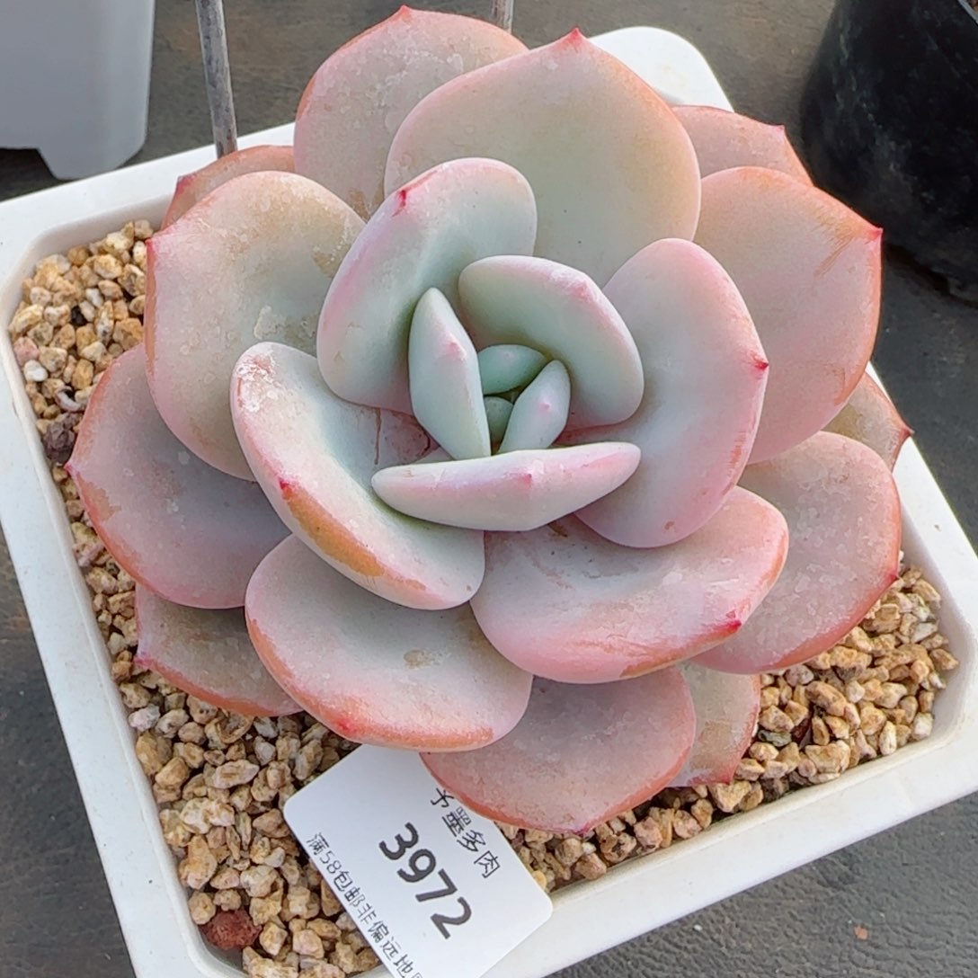 奶茶，3972多肉植物