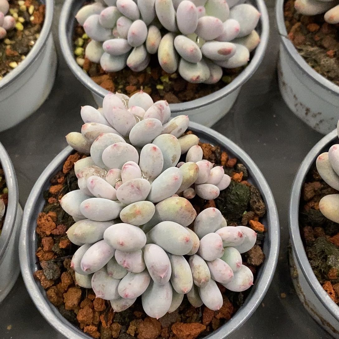 34。香香雪。福利多多