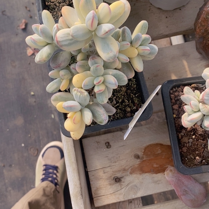 ****️017福娘锦一颗1111111