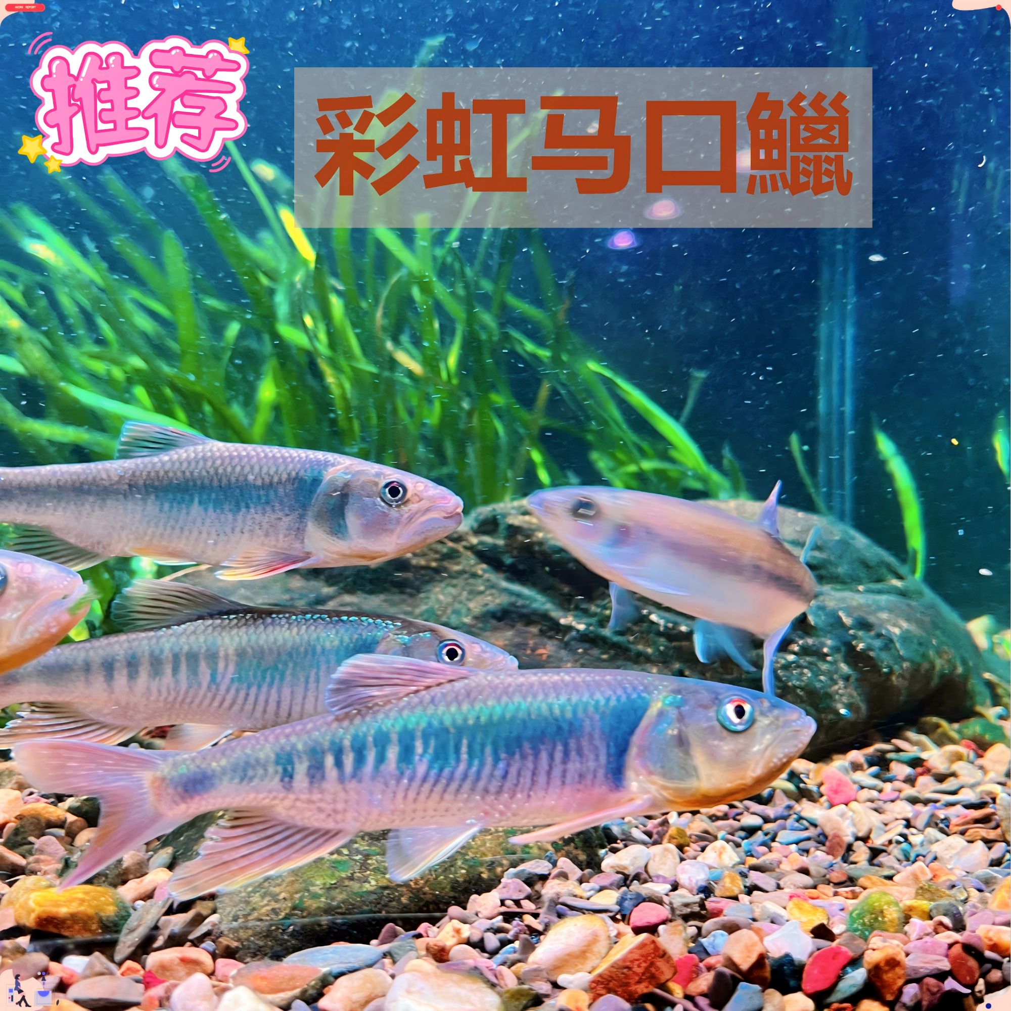 原生南方大彩马口鱼新手好养溪流冷水淡水观赏巨型马口鱲