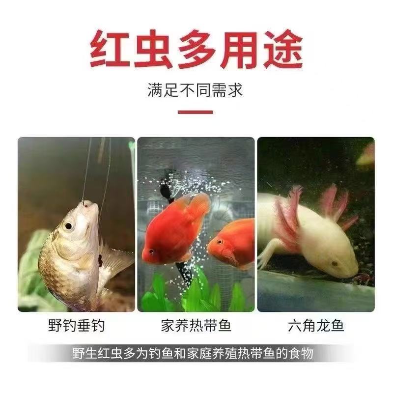 2鲜活特大号红虫活饵用于野钓黑坑冬季钓鱼拉饵喂鱼