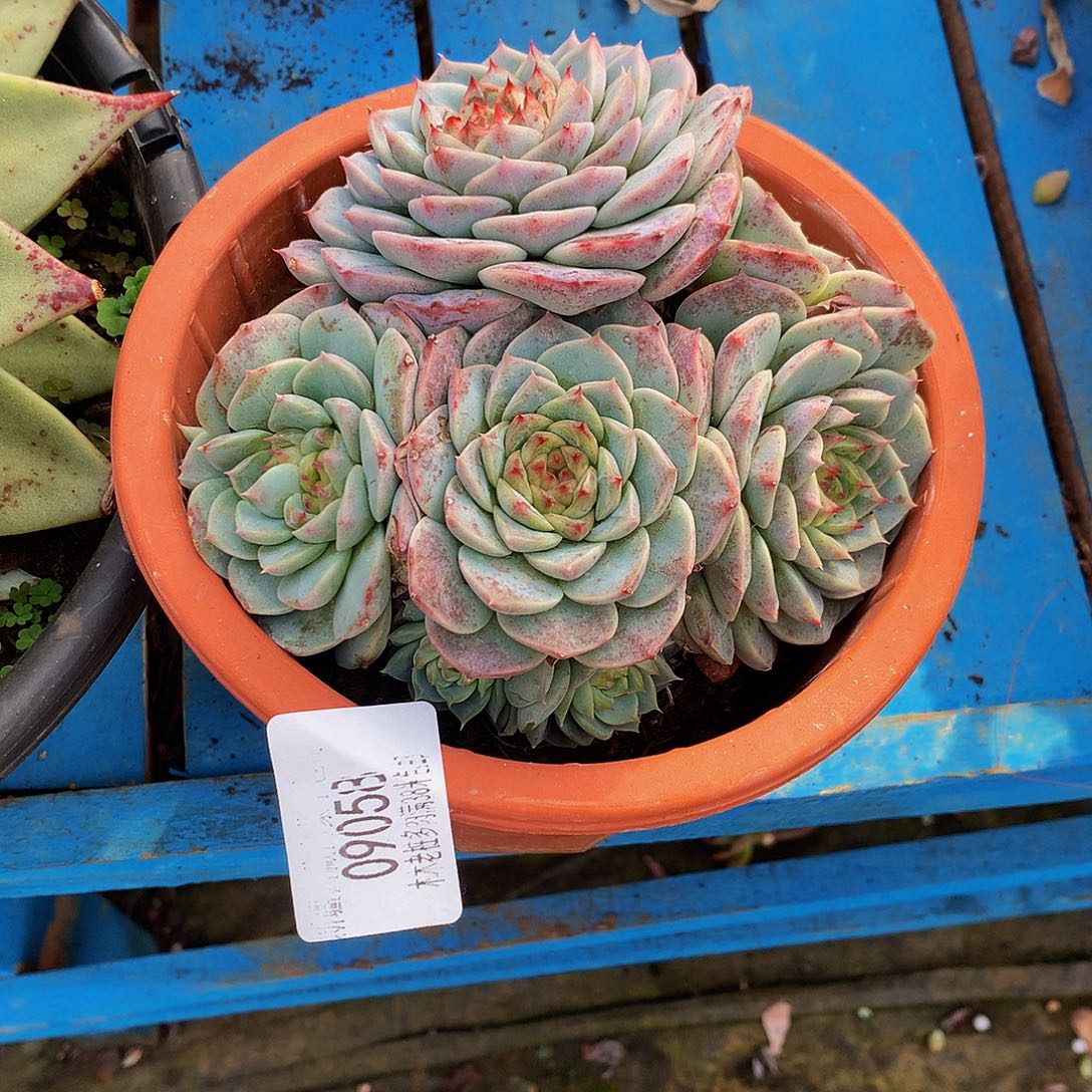 d***3    天鹅绒多肉09058