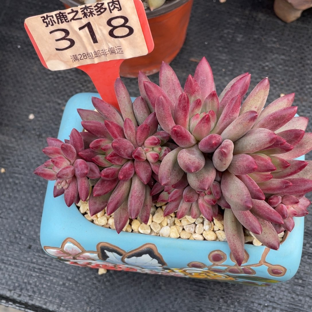 1***0弥鹿之森多肉0318