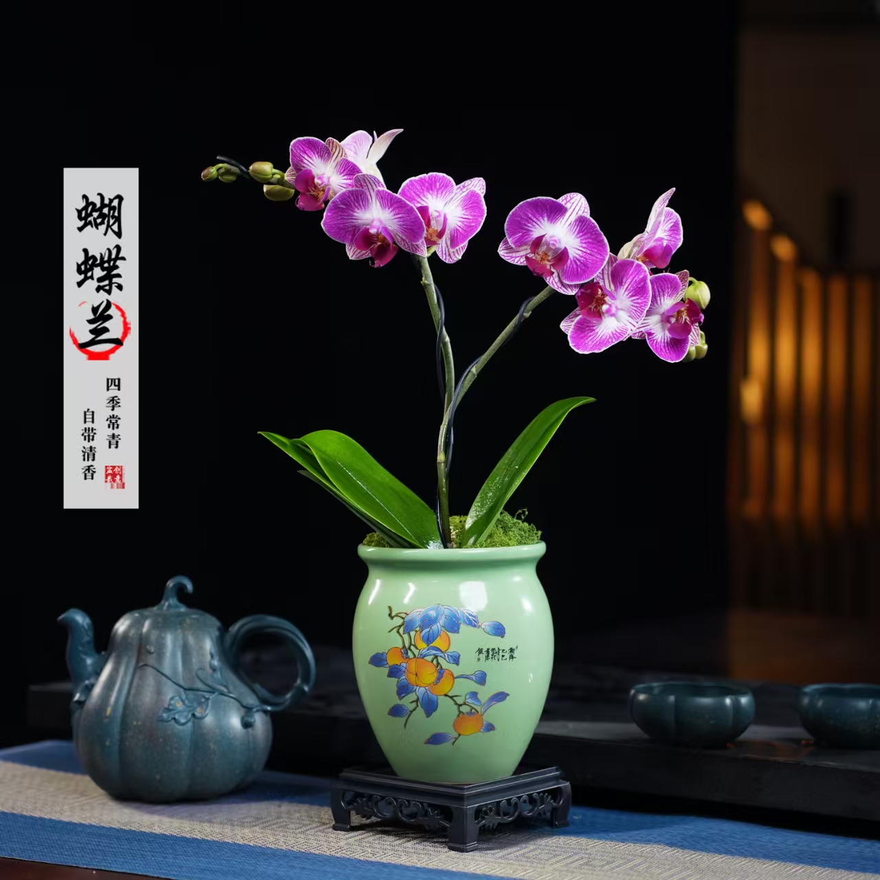 龙树乐园蝴蝶兰盆栽四季常青花卉茶桌面净化空气办公室绿植