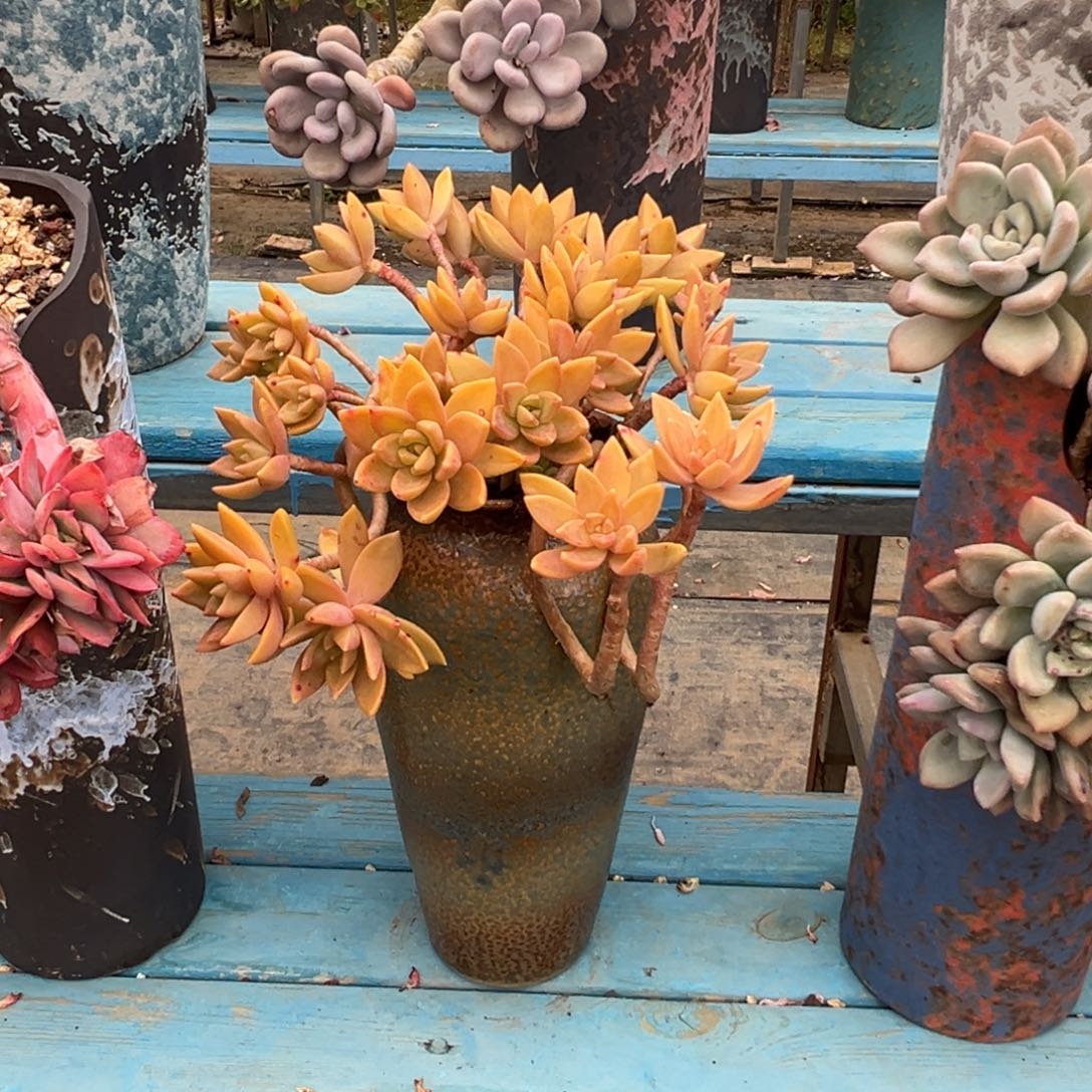 精品明月妖桩 裸根