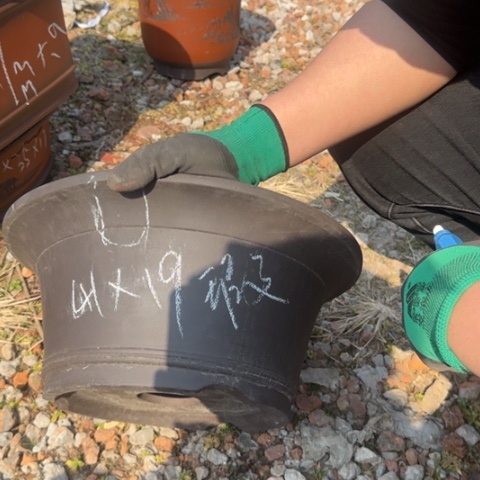 紫砂花盆紫砂花盆盆景盆栽瑕疵