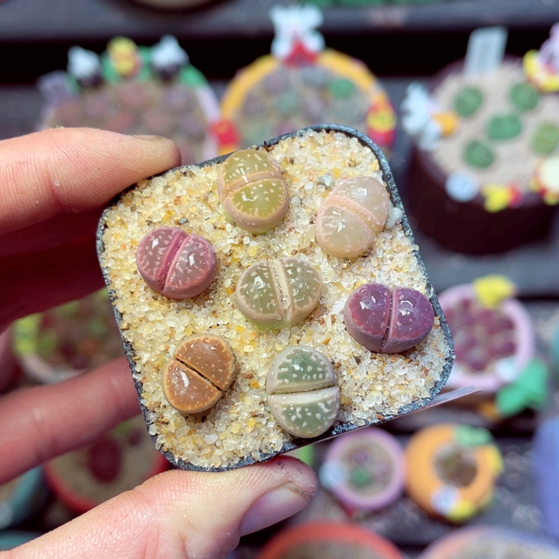 175生石花带盆发1