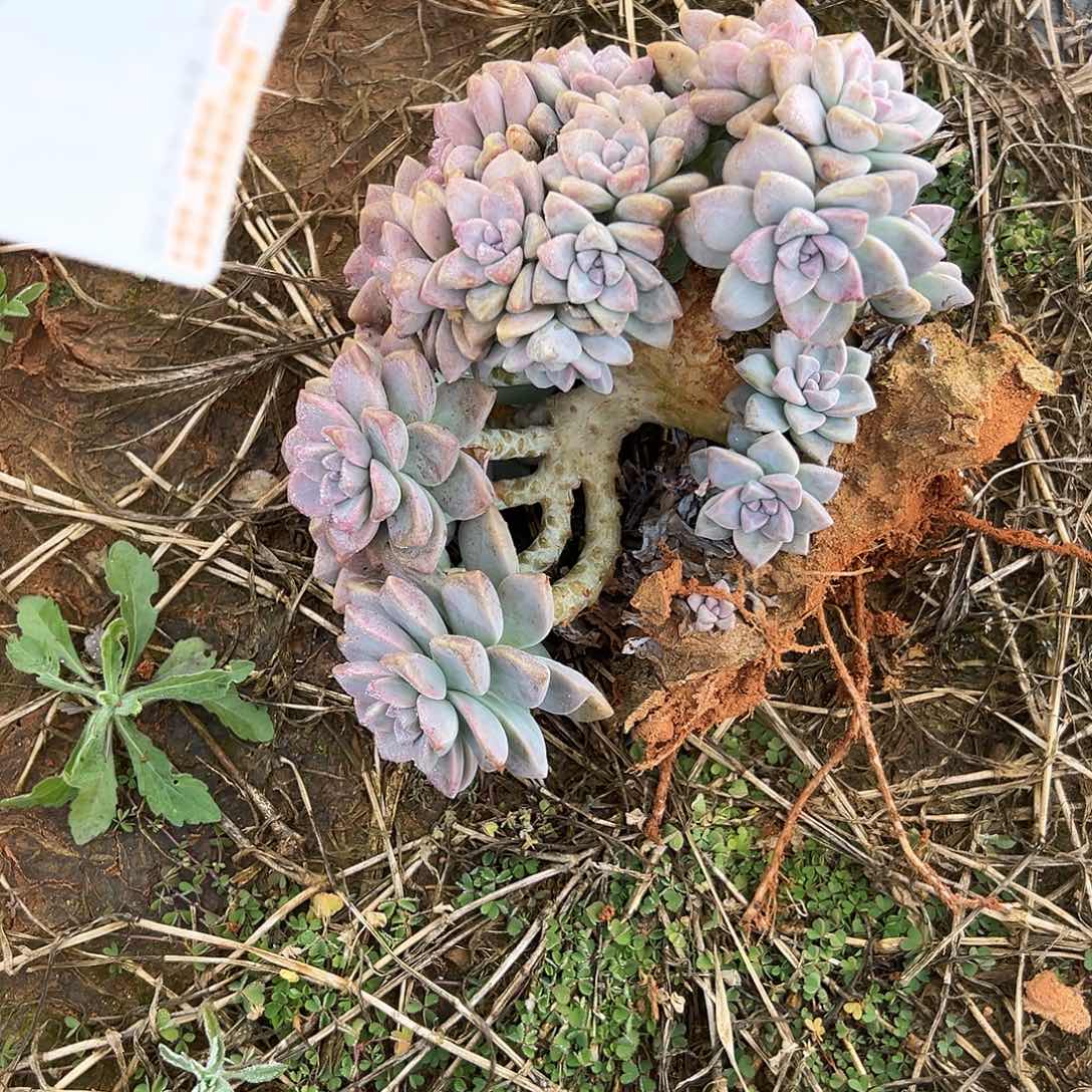 ****忆淡雪朵朵缀一棵4820