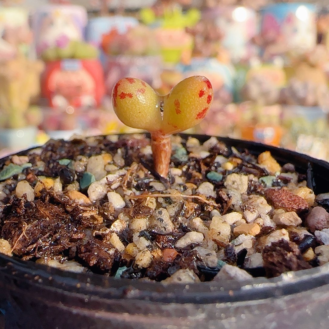 可爱小金鱼 盆口1.8cm