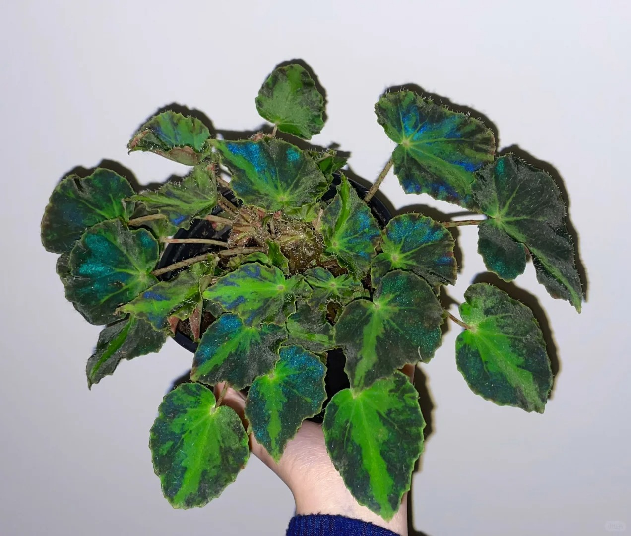 聚光灯秋海棠观叶海棠植物稀少品种盆栽夜间叶片泛蓝光耐阴