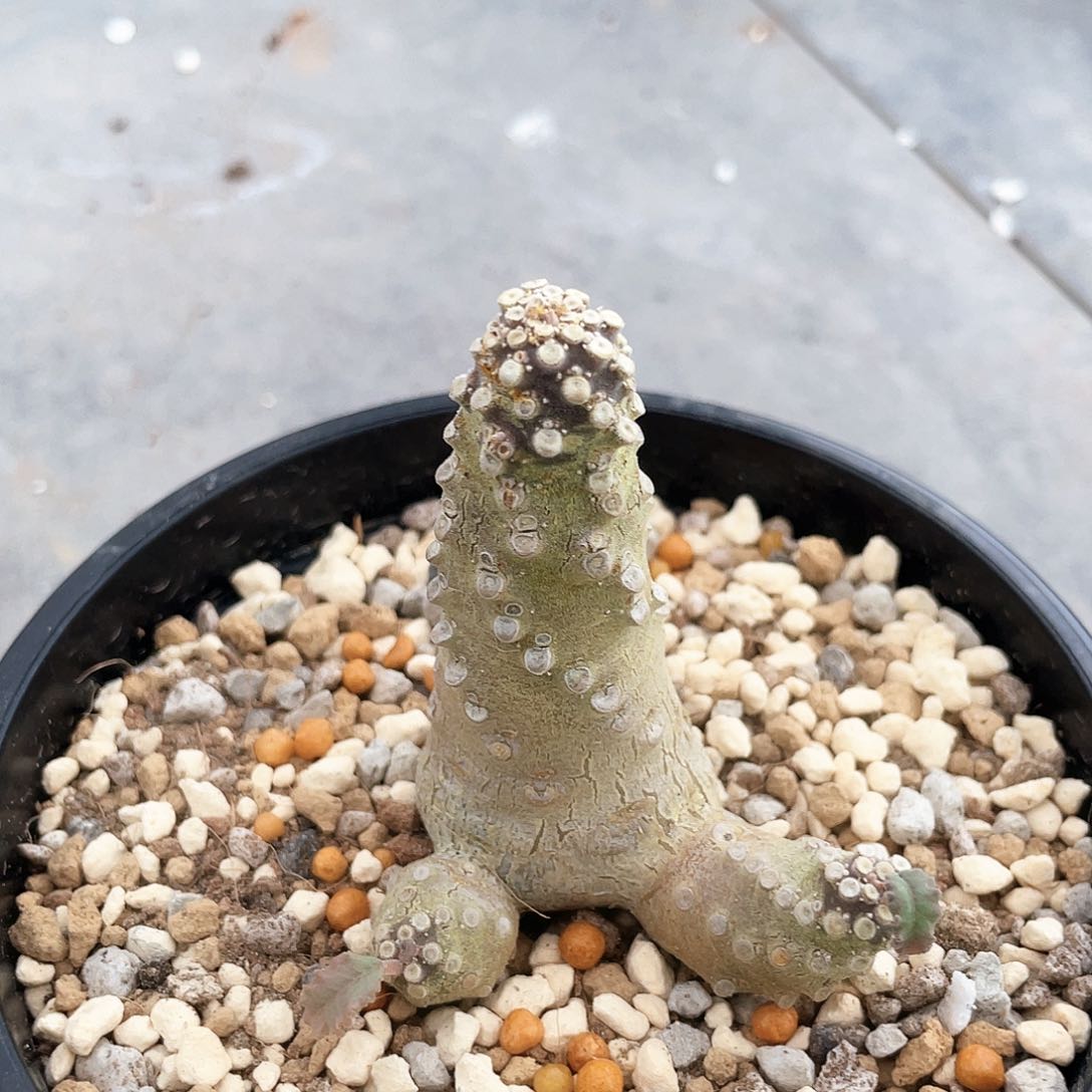 捡漏椰子666666666666666