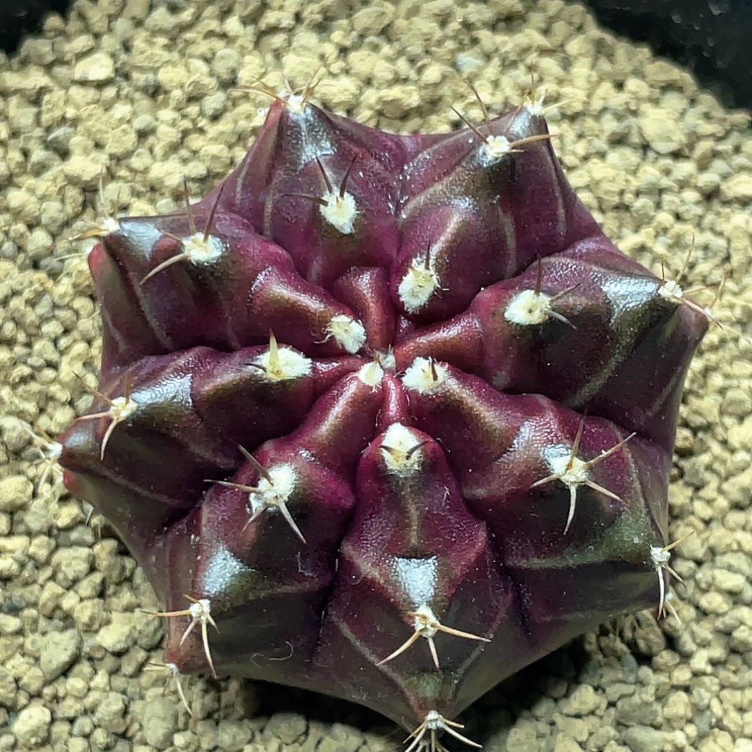 泰系，紫色星云实生后代