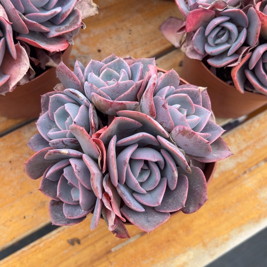 多肉小群尘埃玫瑰【非偏远地区满18包邮】