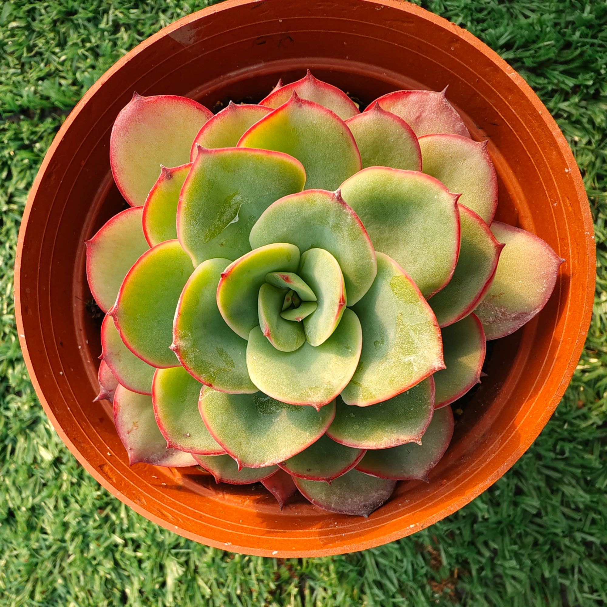 牡丹亭精品多肉裸根上盆