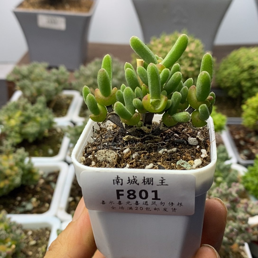 801短耳朵枝干兔子