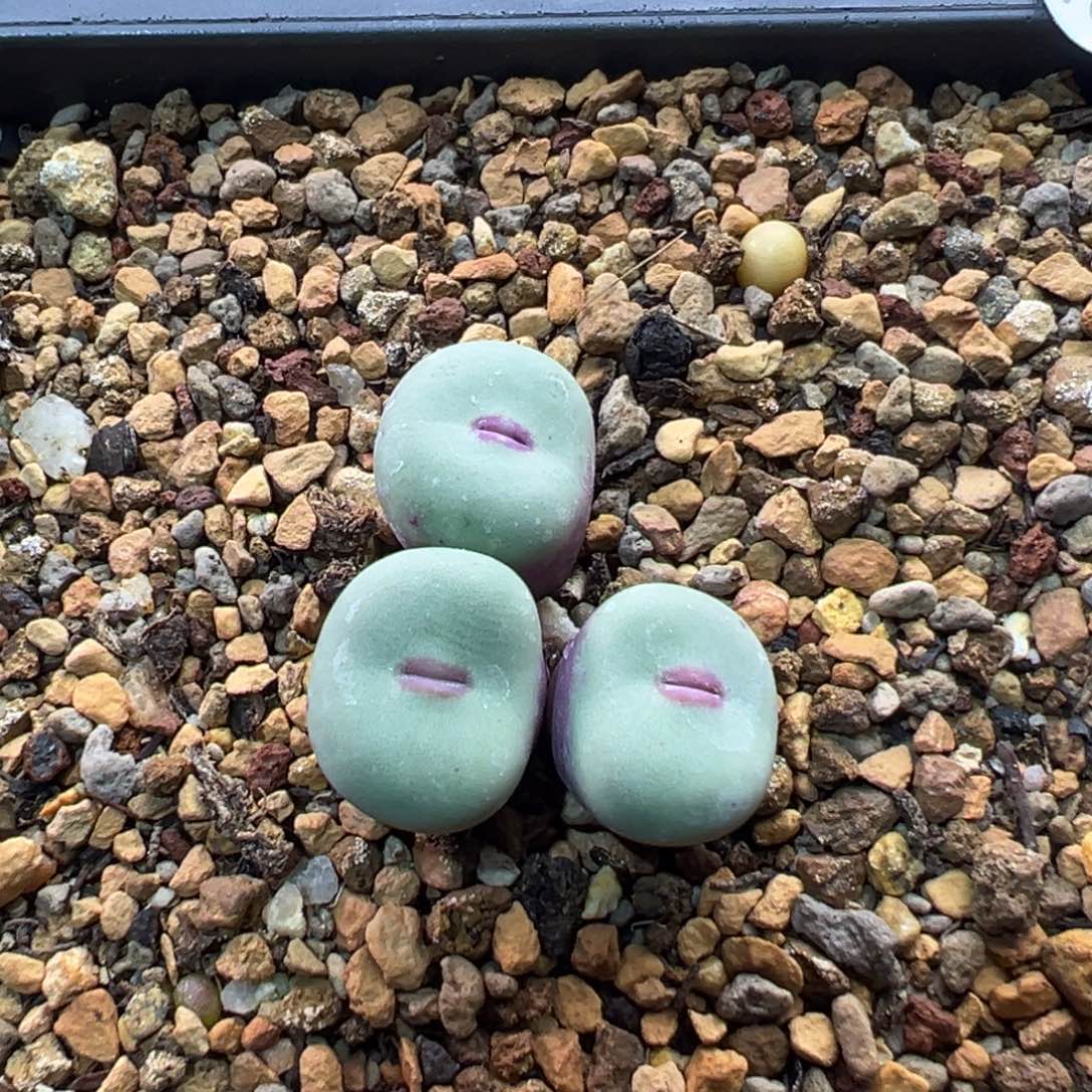 133多肉三头优选小红嘴一棵特特