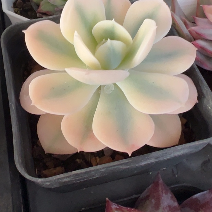 多肉植物锦多肉植物