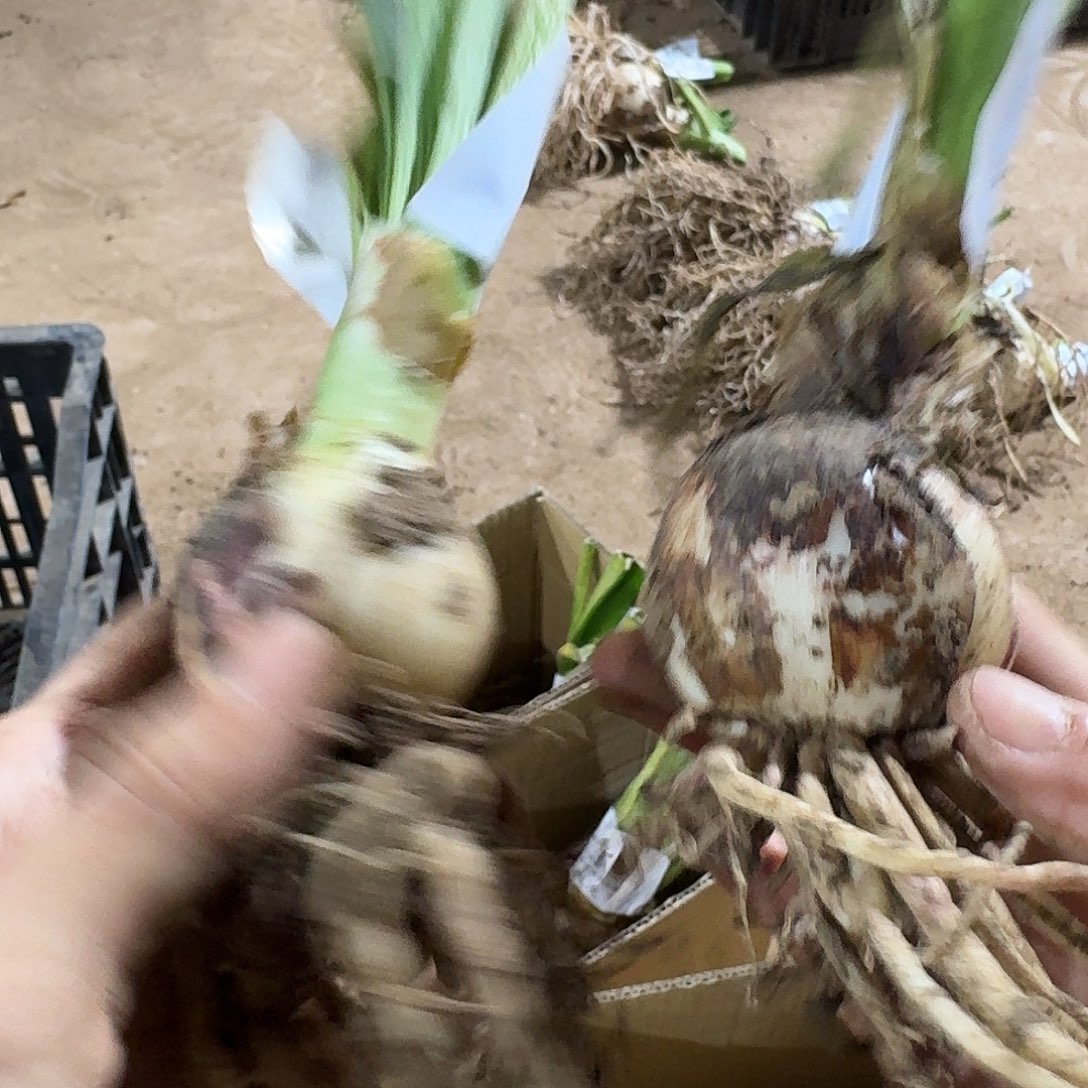 毛毛4+裸球发发发