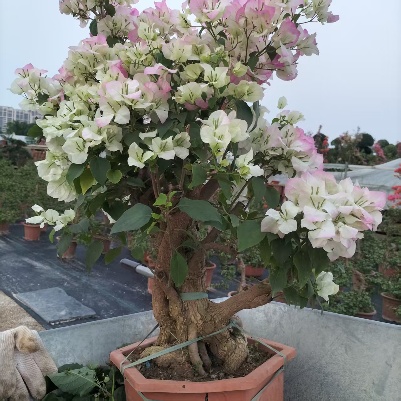 意境款.三角梅.一物一拍.四季勤花.爬藤植物.品种多多.赏花赏景..