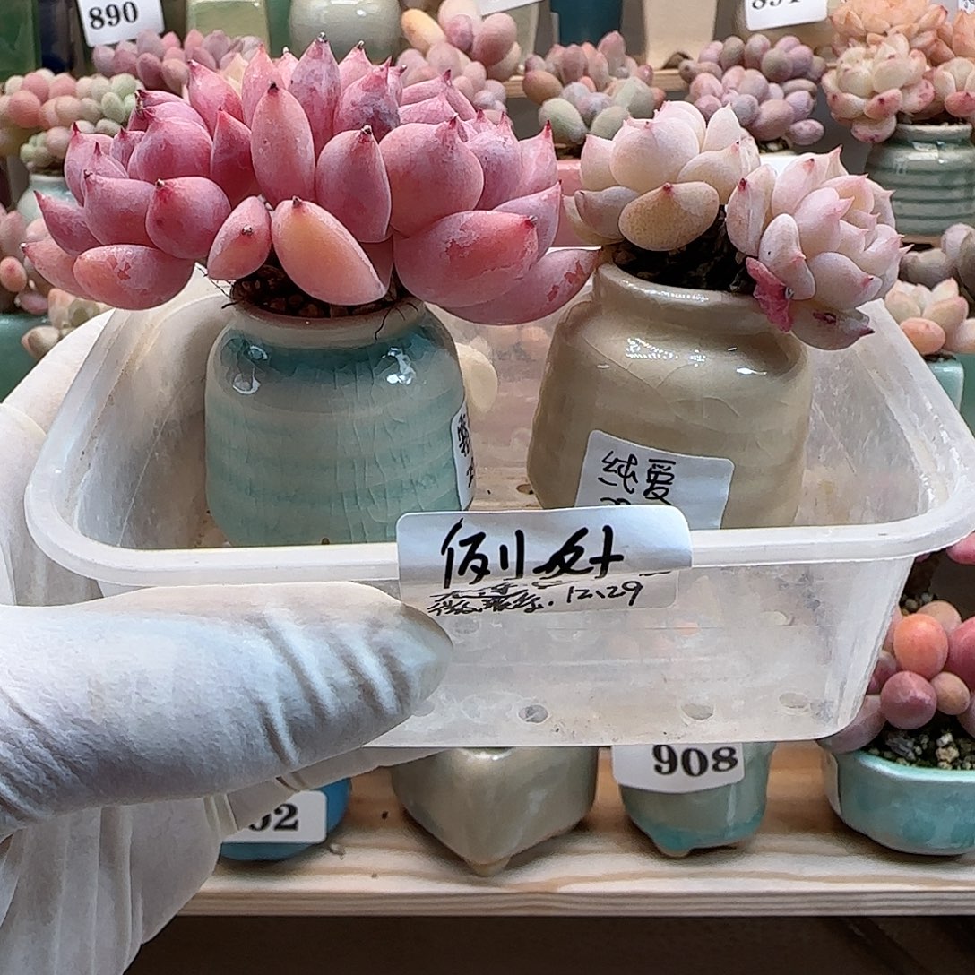 我***外月鸣多肉植物霜花纯爱