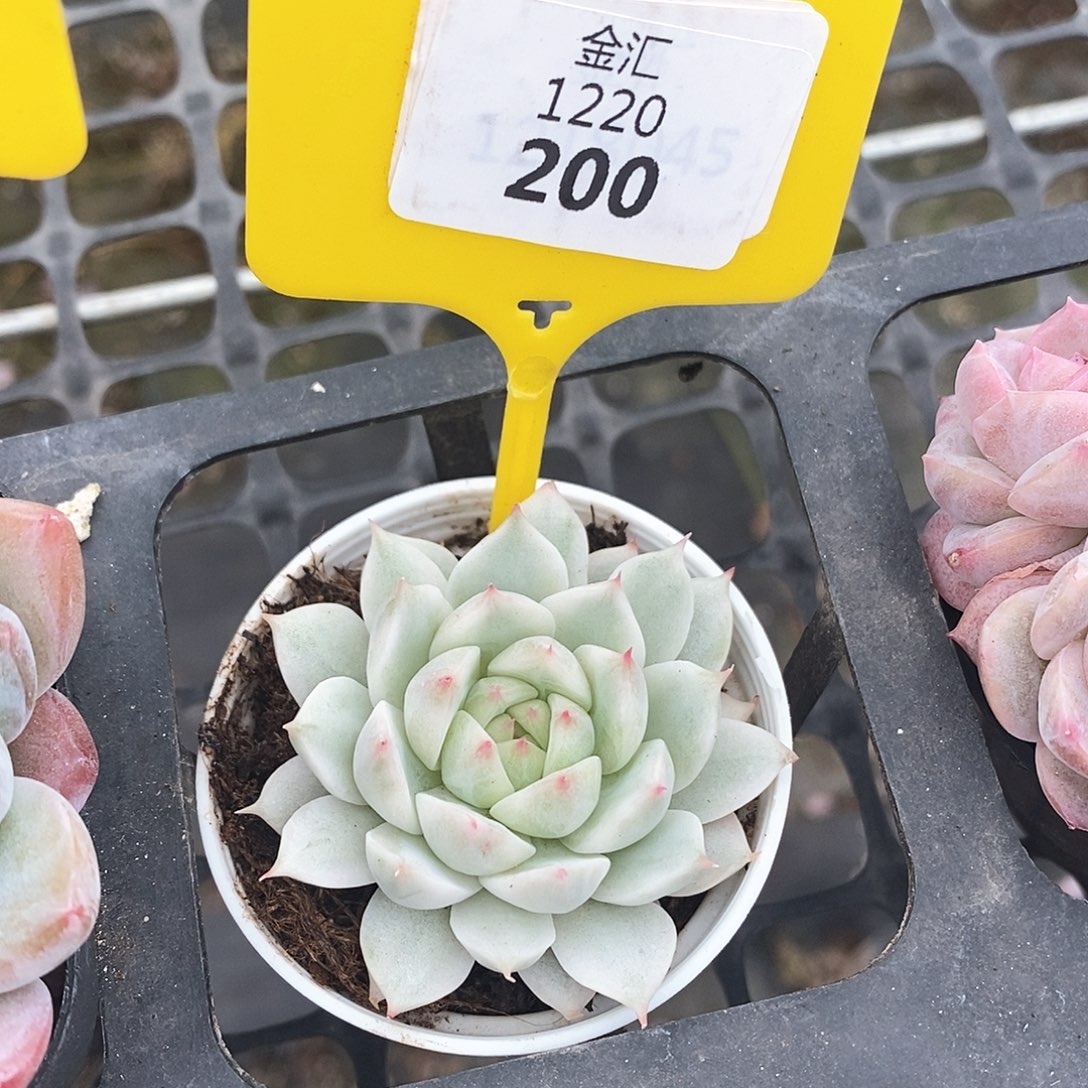 福利多多。1220200