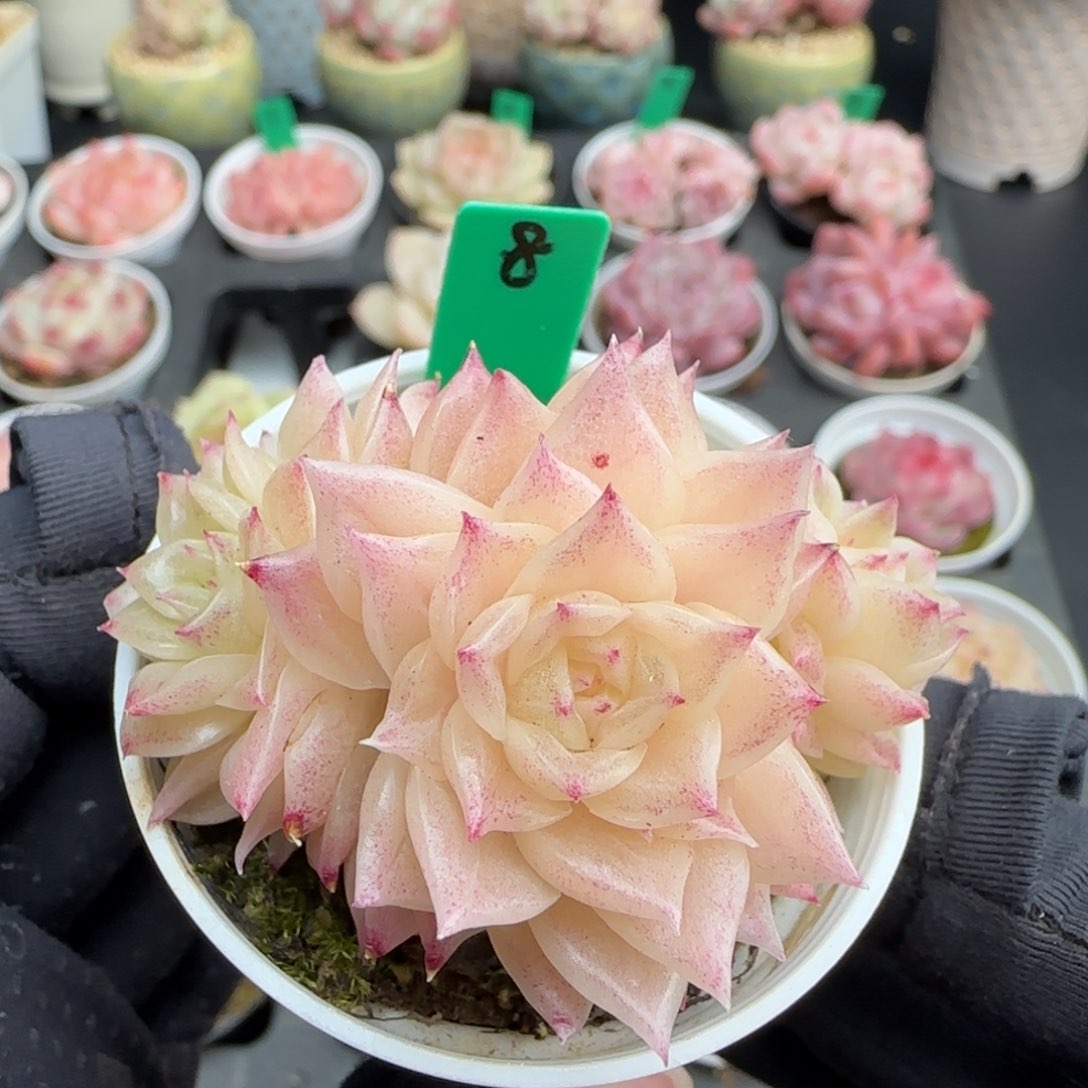 多肉8麦秆不包整5厘米盆 h