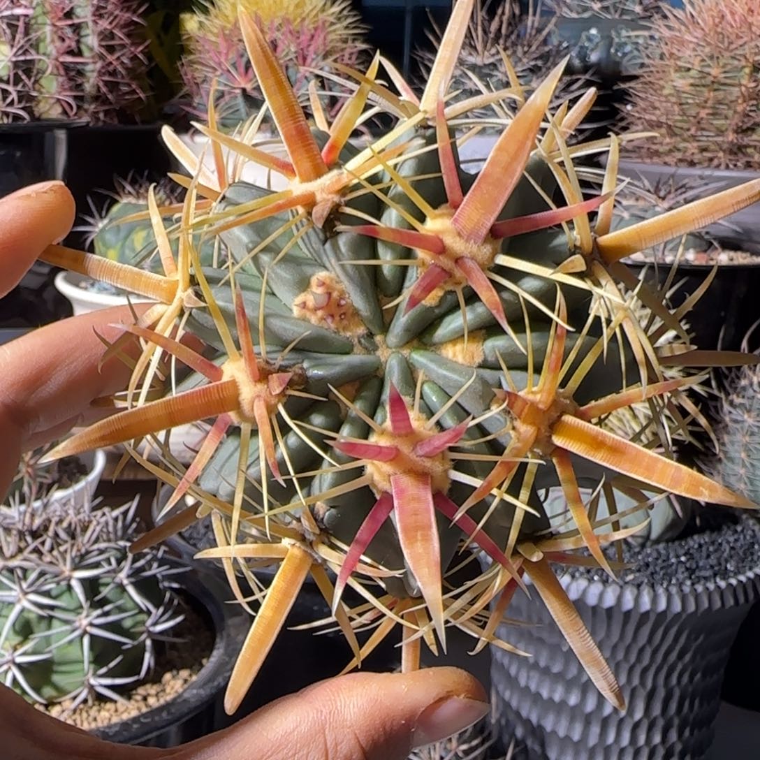 金刺宽刺丸叶日出大福利
