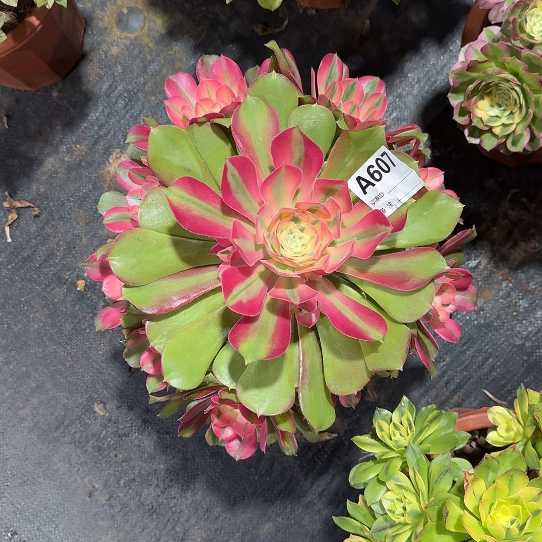 香妃多肉法师a607