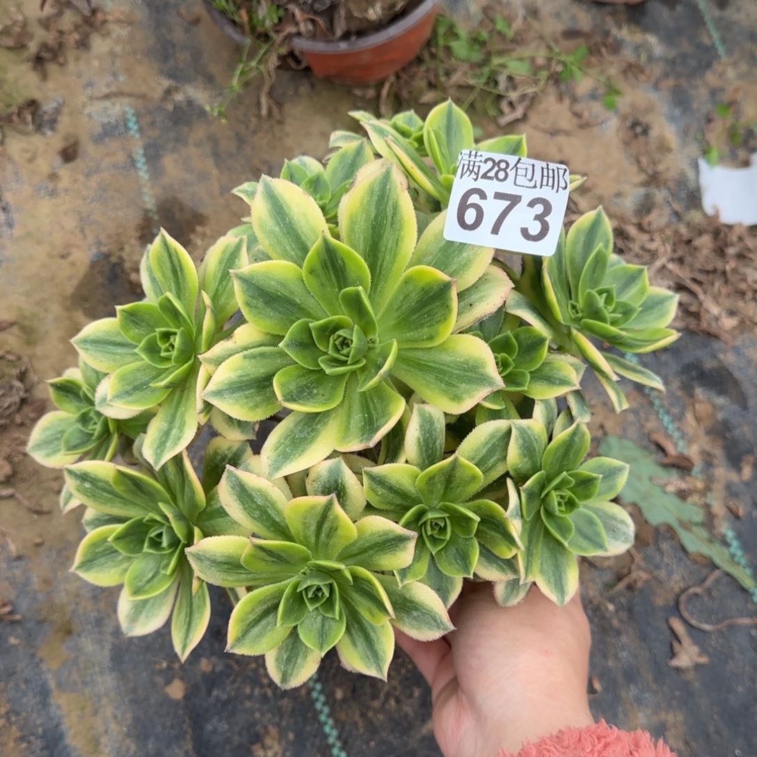 星爆多肉673满28包邮断枝不包