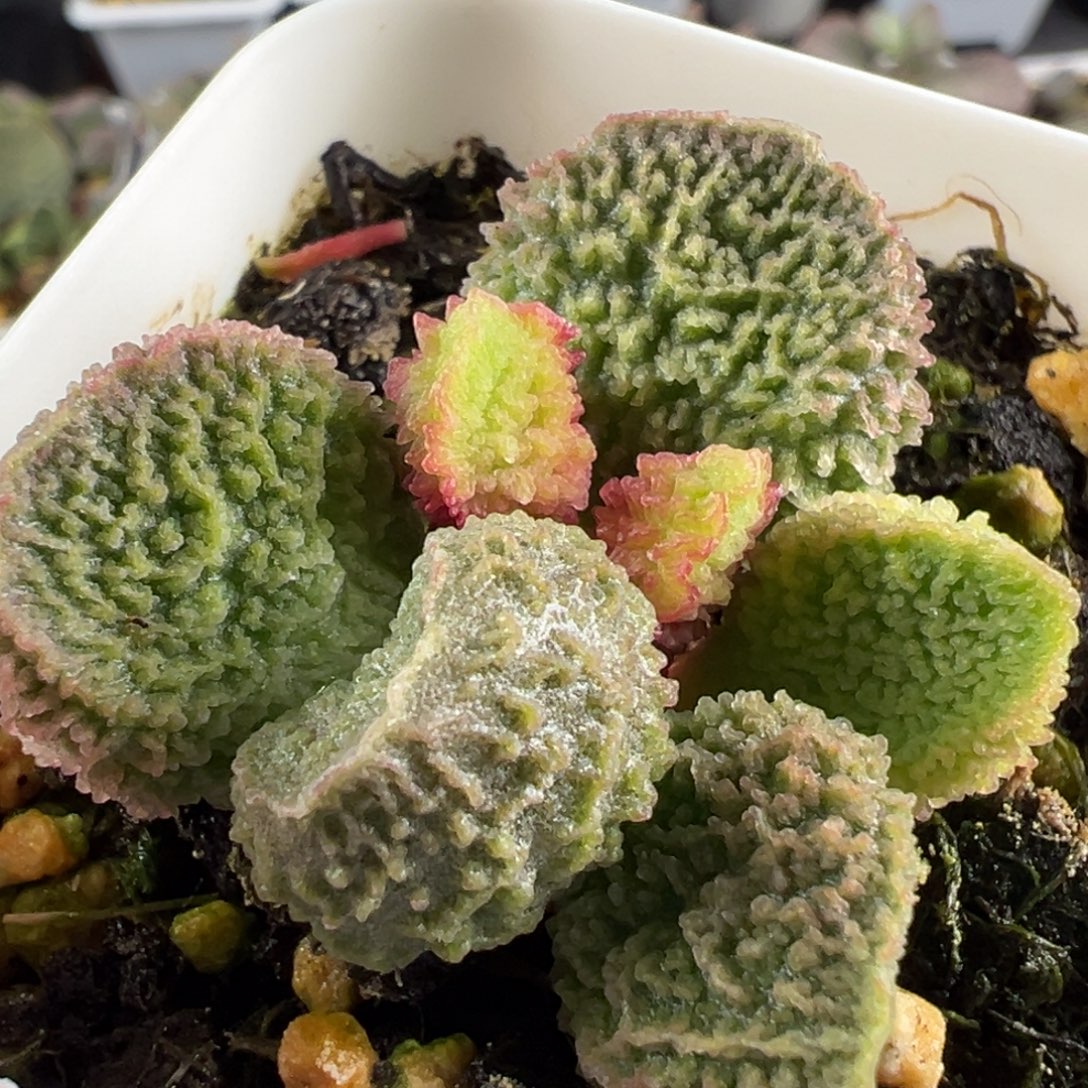 巨齿刺款实生新品多肉植物