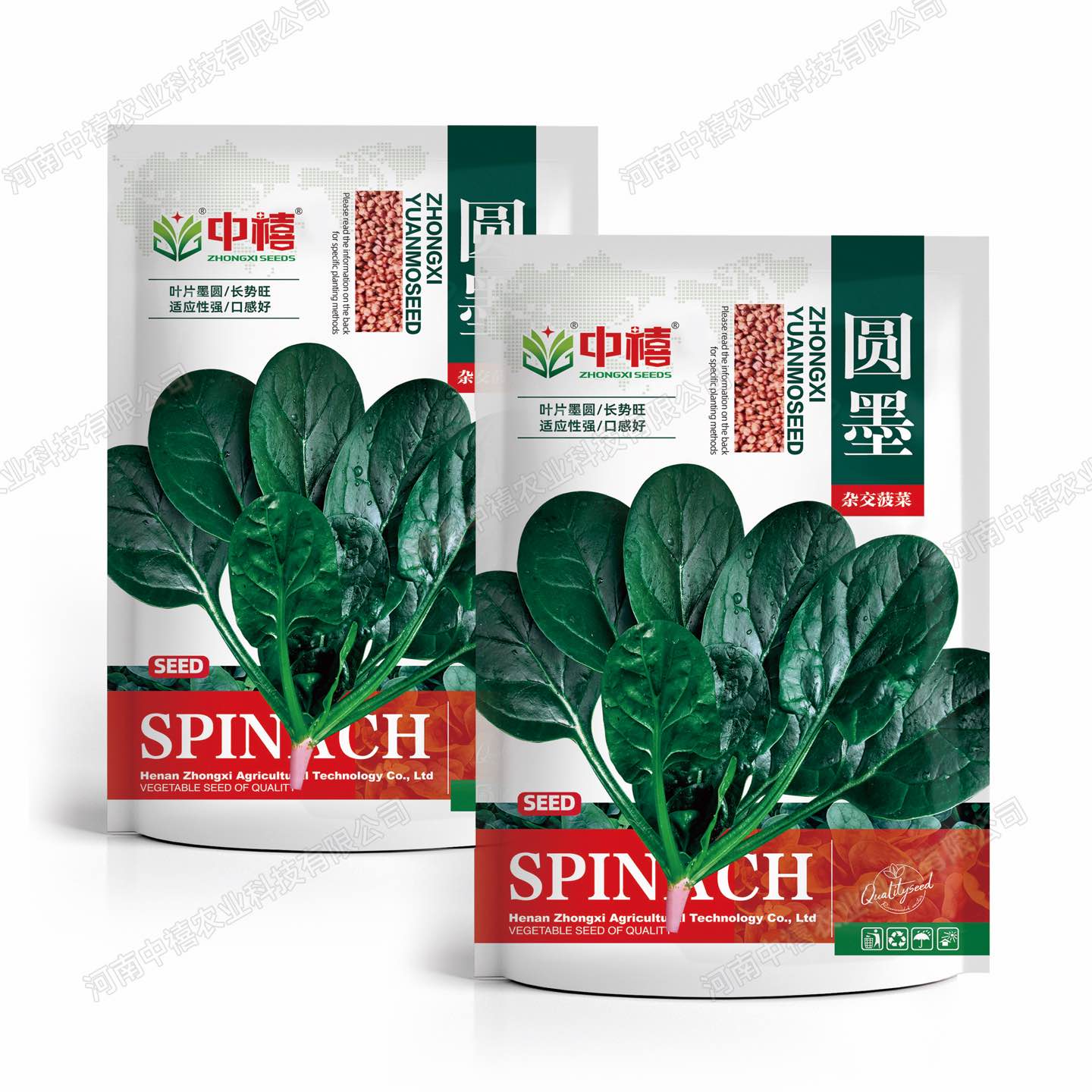 春秋冬播-中禧圆墨圆叶菠菜种子耐寒耐抽苔半直立红根可越冬