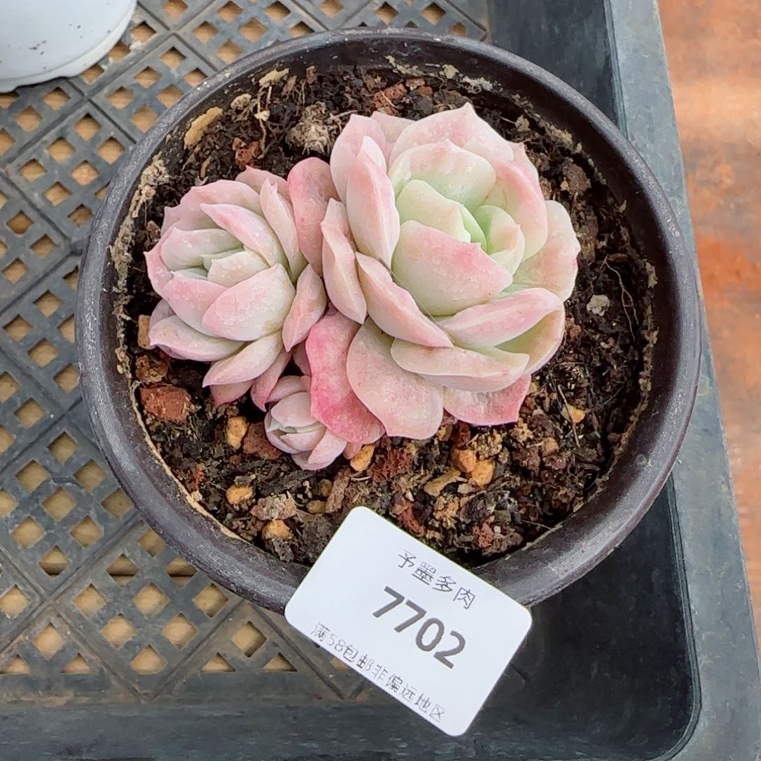 泡泡纱裙，7702多肉植物