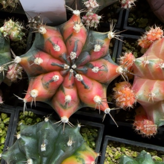 59-0223脱土发侧芽多肉