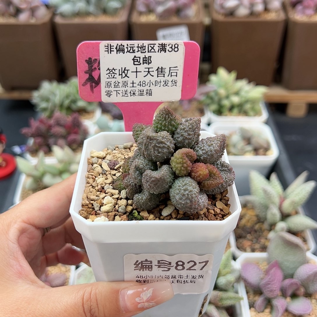 827荔枝皮多肉植物