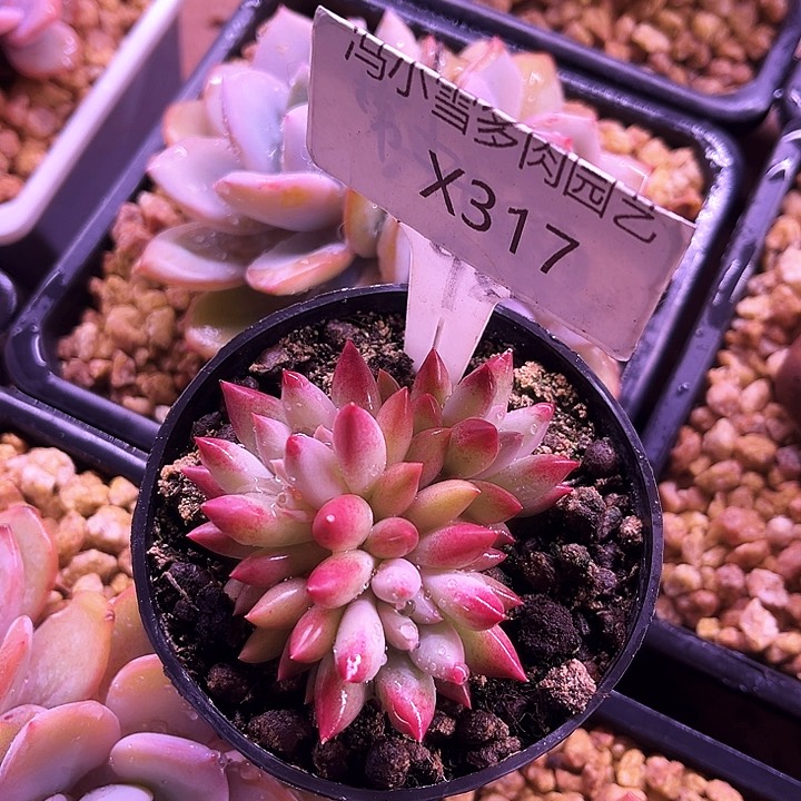 我是你的小可爱啊我的小可爱