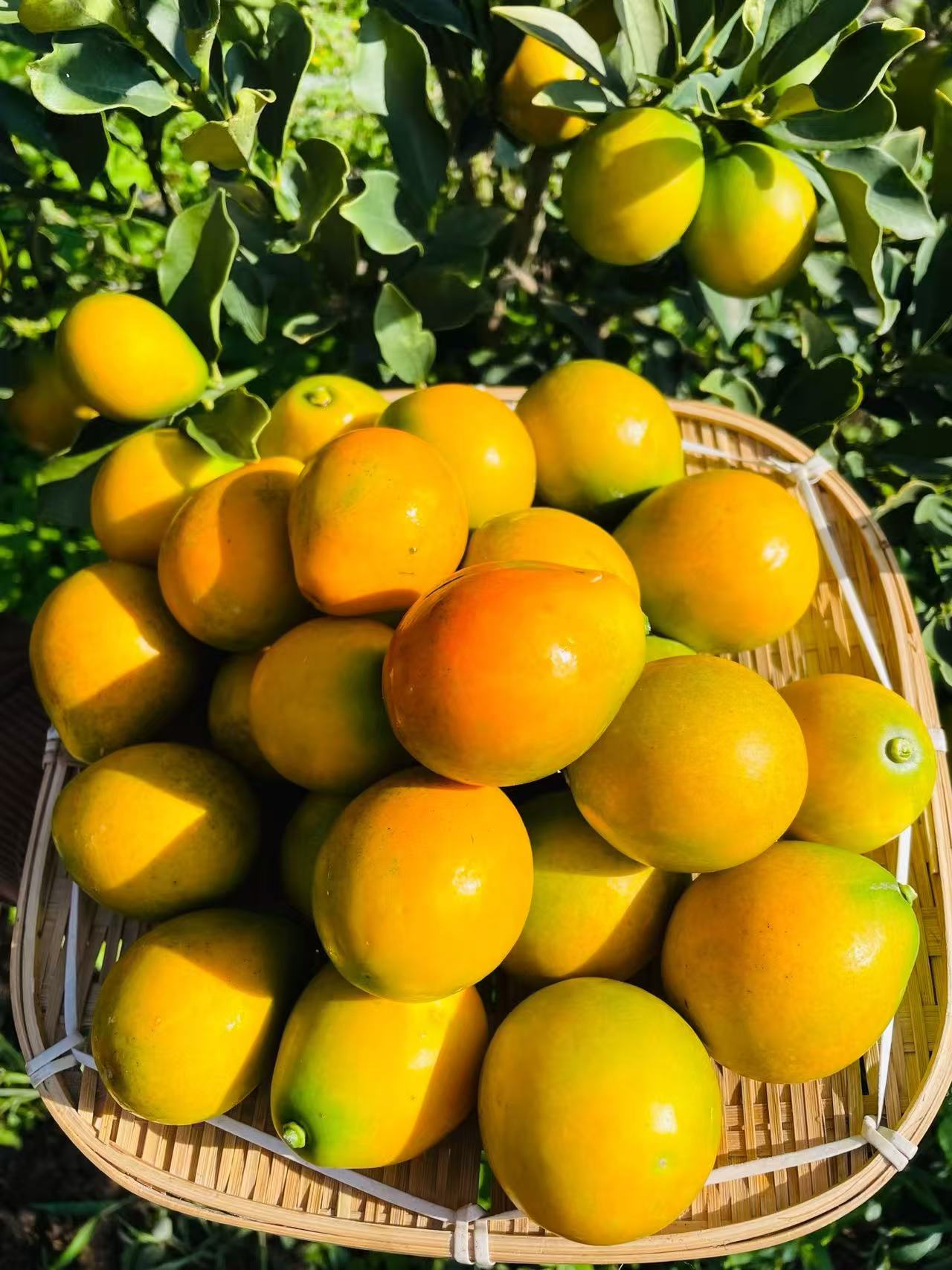 【木木专属】大理宾川脆蜜金柑纯甜无酸应季新鲜现摘水果顺丰包邮