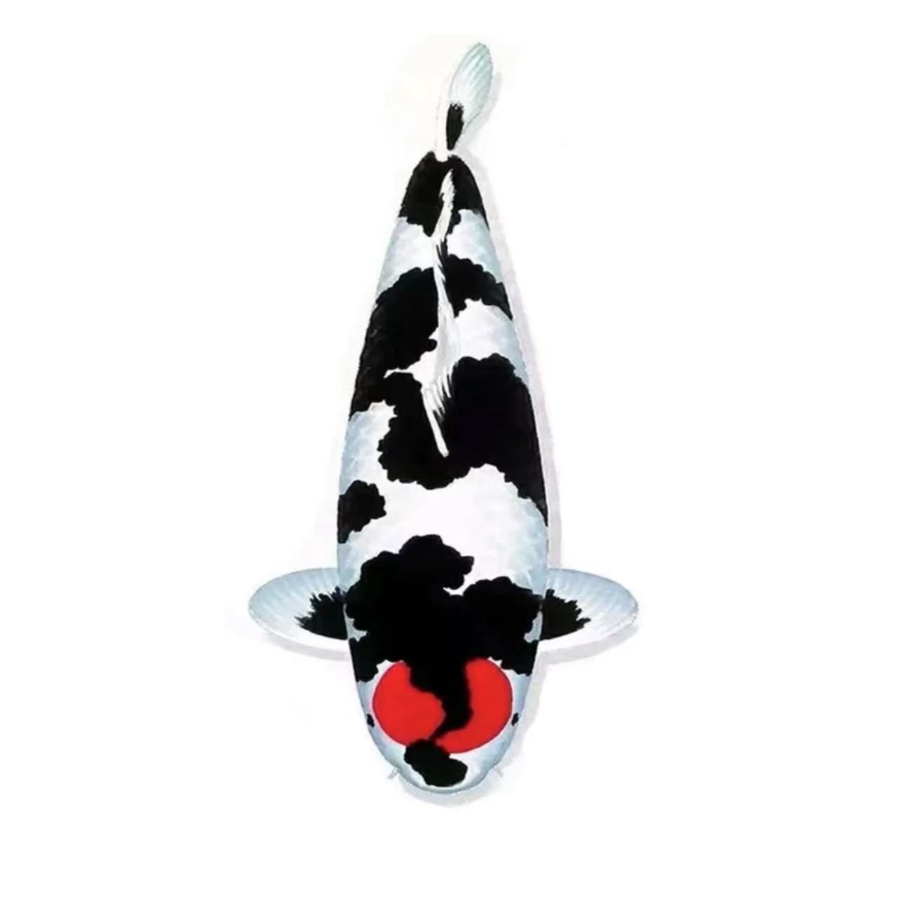 ③锦鲤活鱼红白大正三色白金黄金缸养鱼好养耐活淡水冷水锦鲤